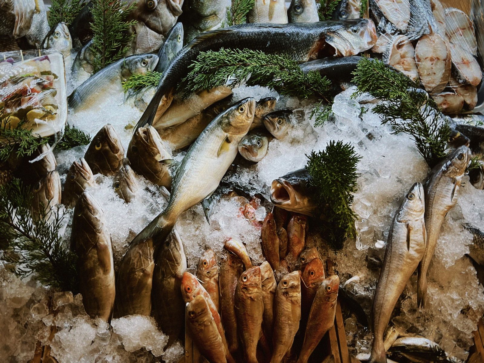 Pescado fresco sobre hielo listo para distribución